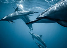 【深度】苏亚雷斯作弊是怎么回事？此事或致尤文地震